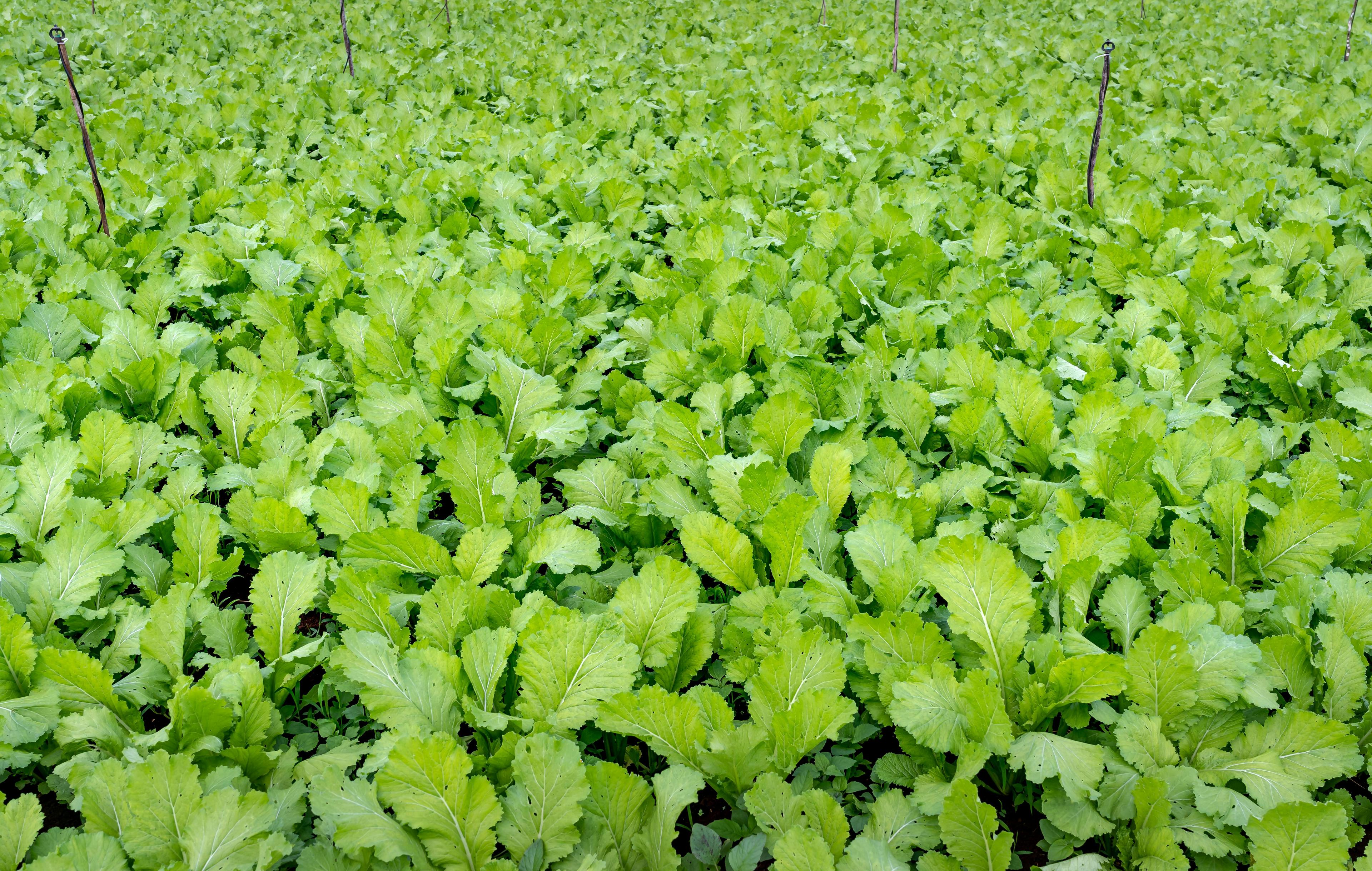 radish - Raphanus sativus