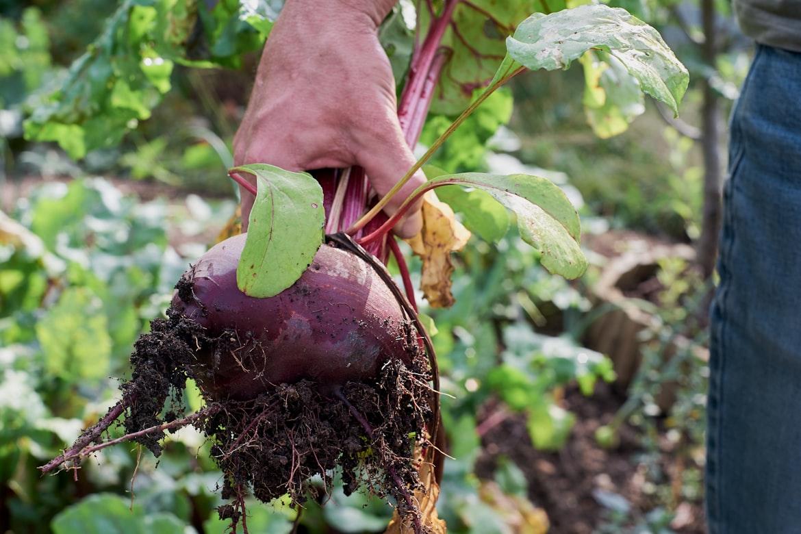 beetroot - Beta vulgaris