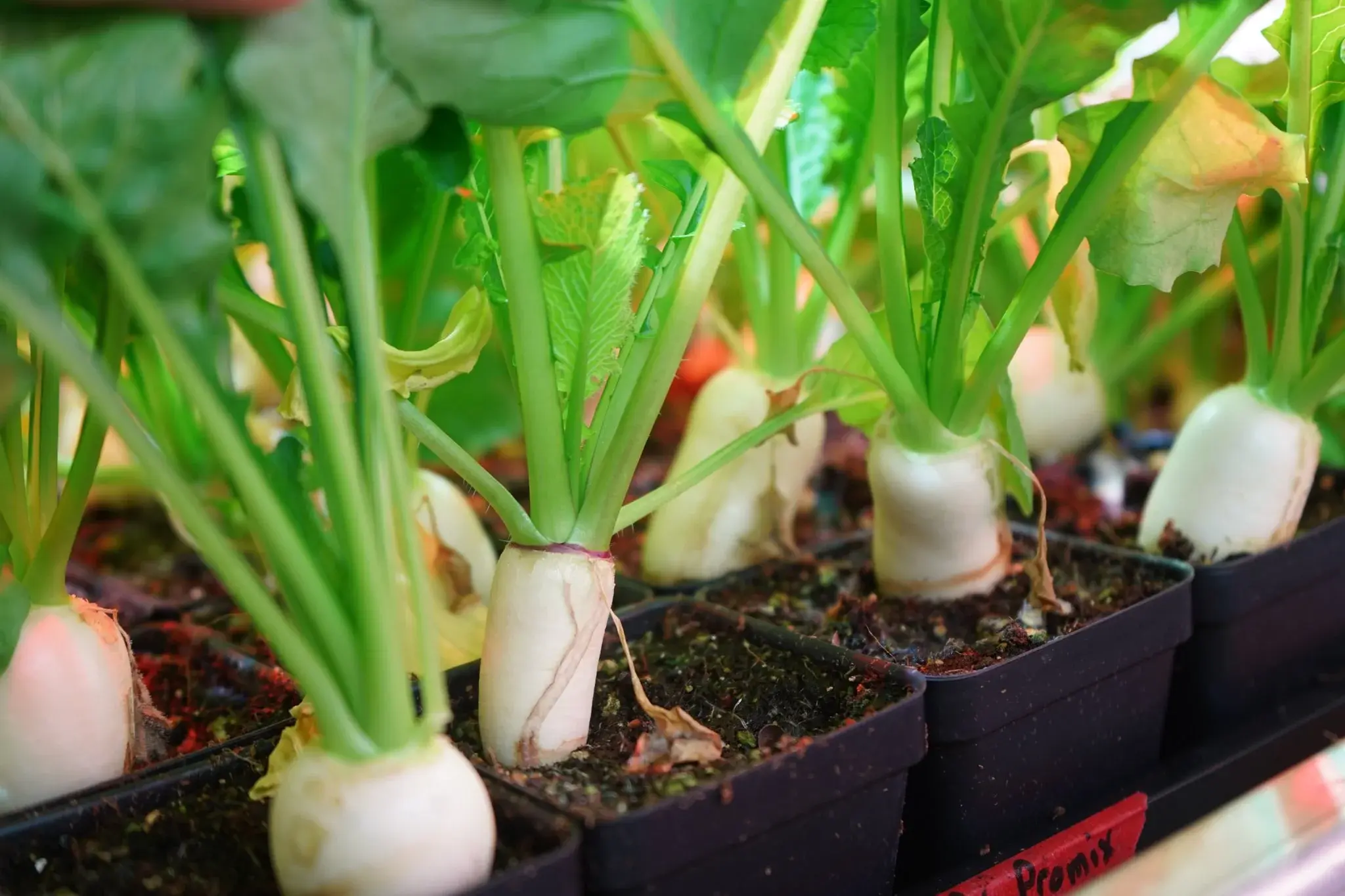 turnip - Brassica rapa