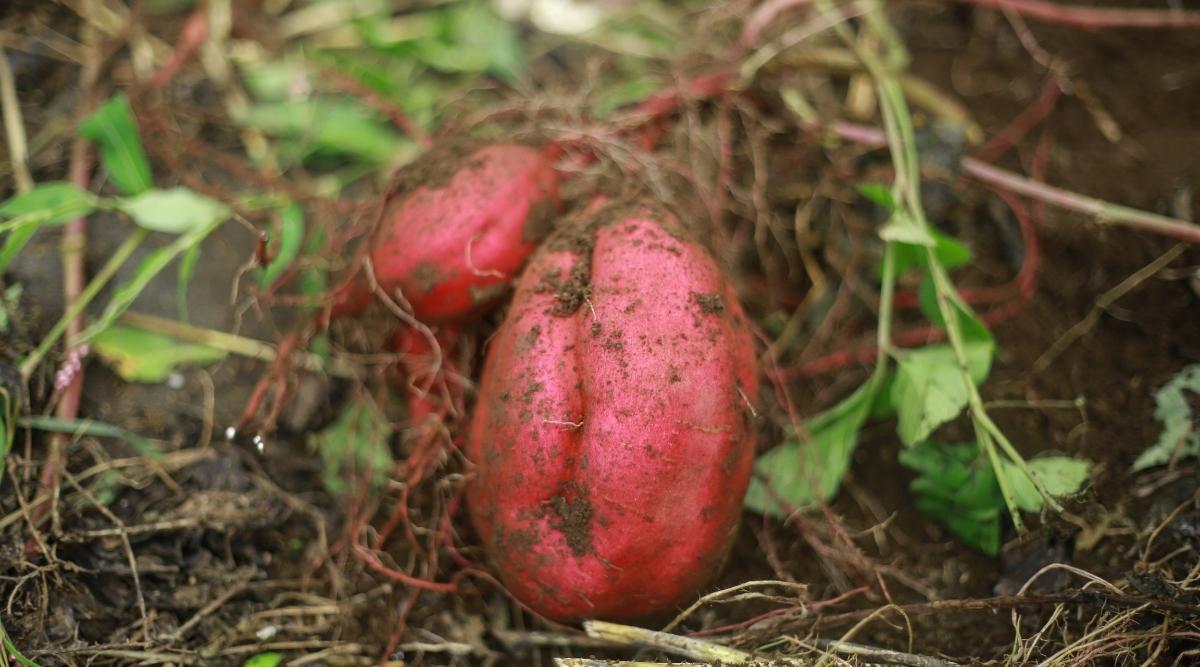 sweet potato - Ipomoea batatas