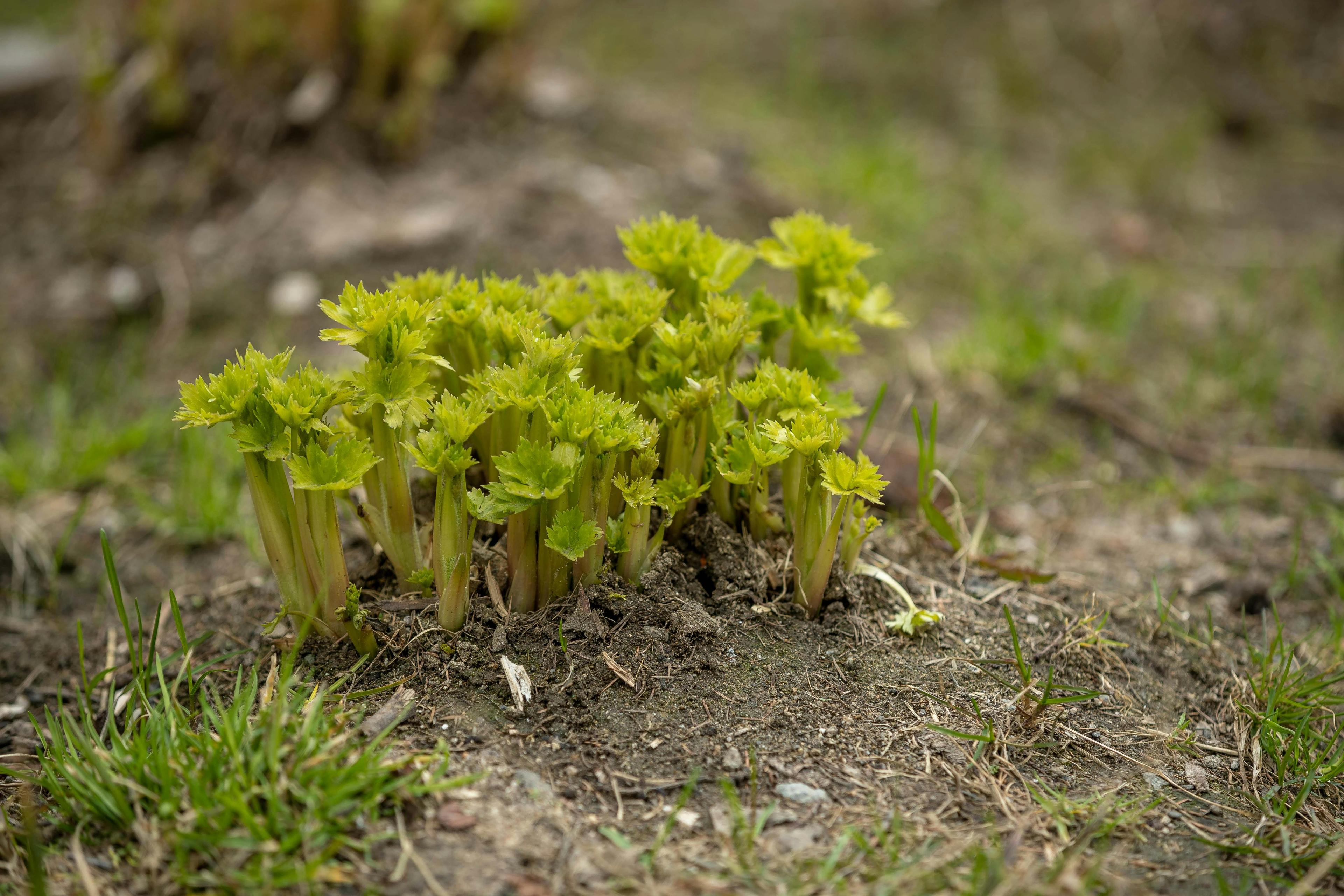 celery - Apium graveolens
