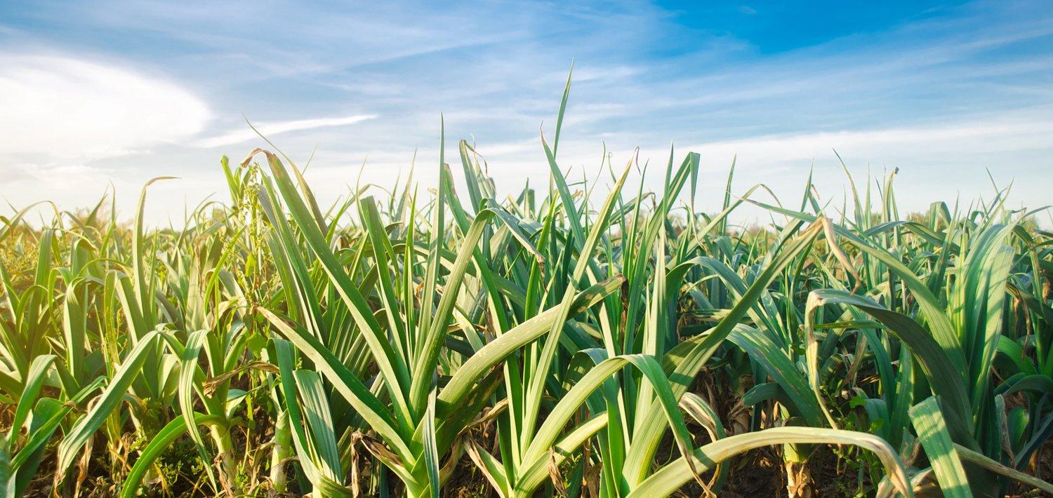 leek - Allium porrum