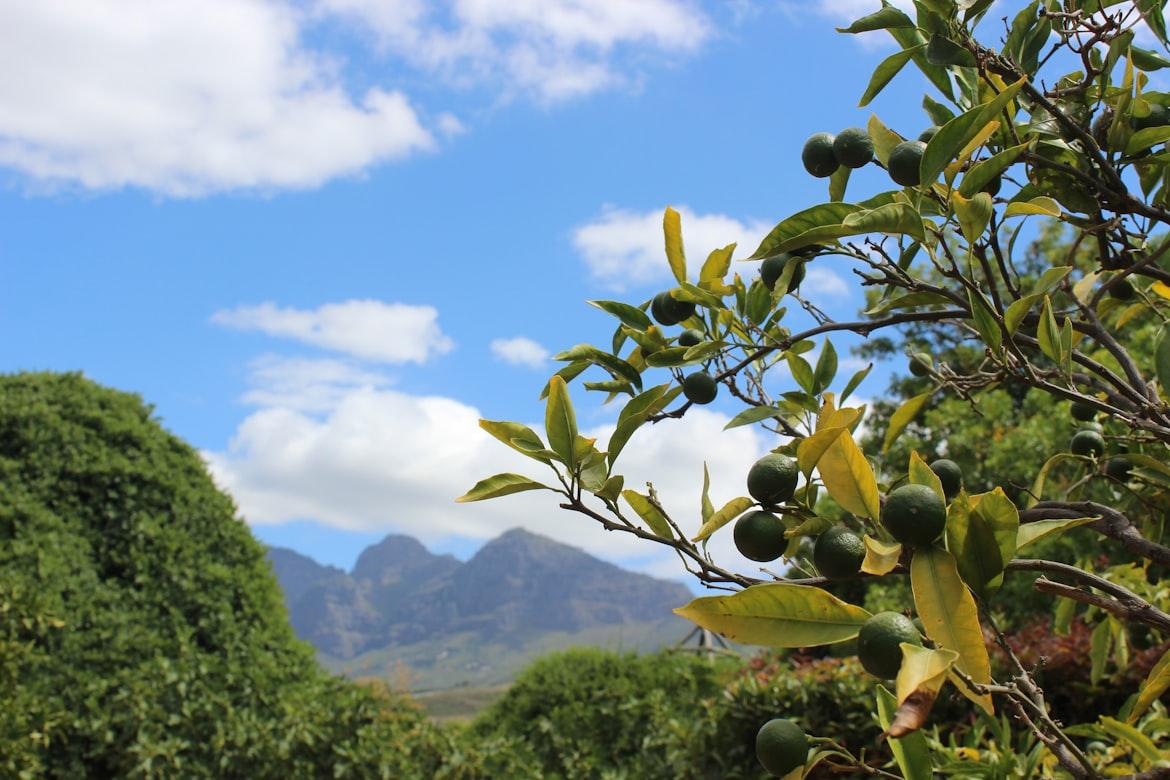lime - Citrus aurantifolia