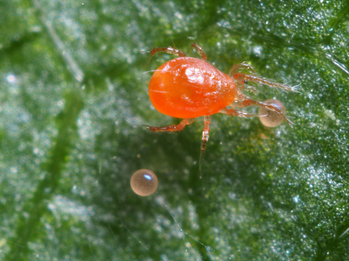 Spider Mites