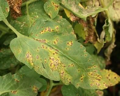 Septoria Leaf Spot (Fungal)