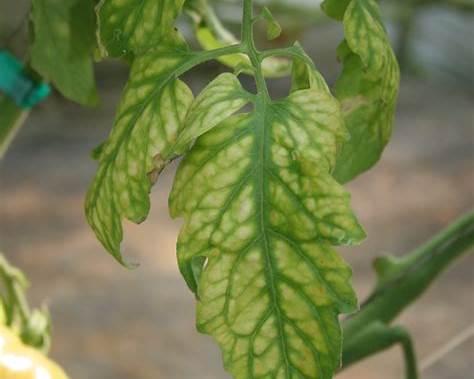 Yellow Leaves with Green Veins