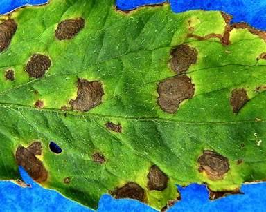 Early Blight (Fungal)