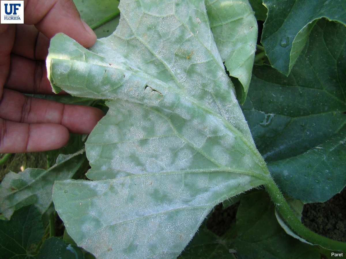 Powdery Mildew