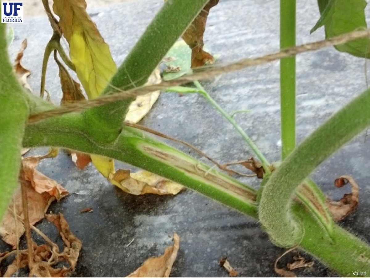 Wilting Despite Moisture