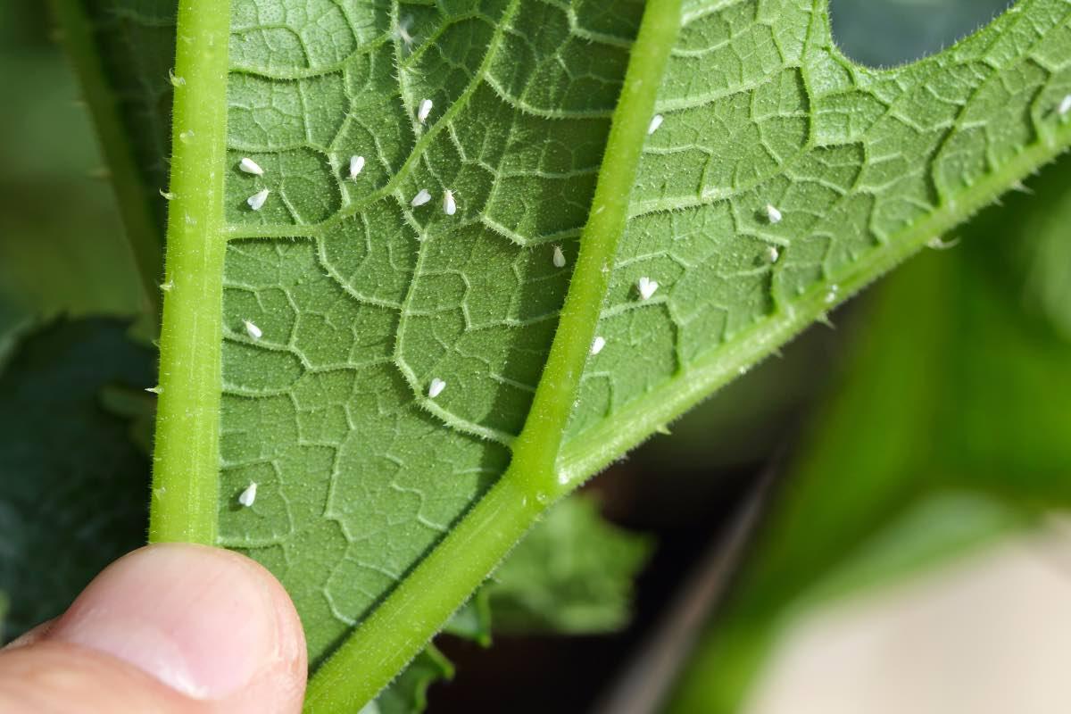 Spider Mites and Whiteflies