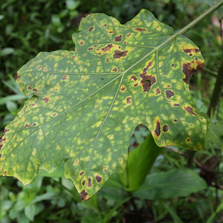 Cercospora Leaf Spot