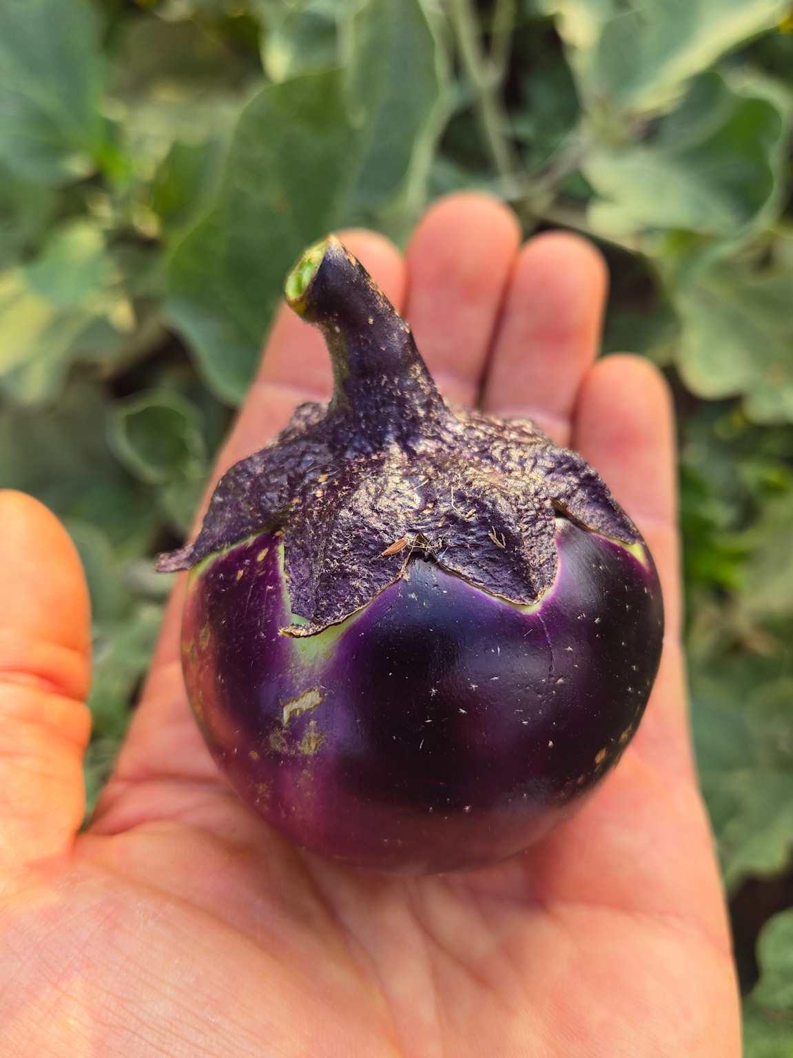Bitter Fruit with Large Seeds