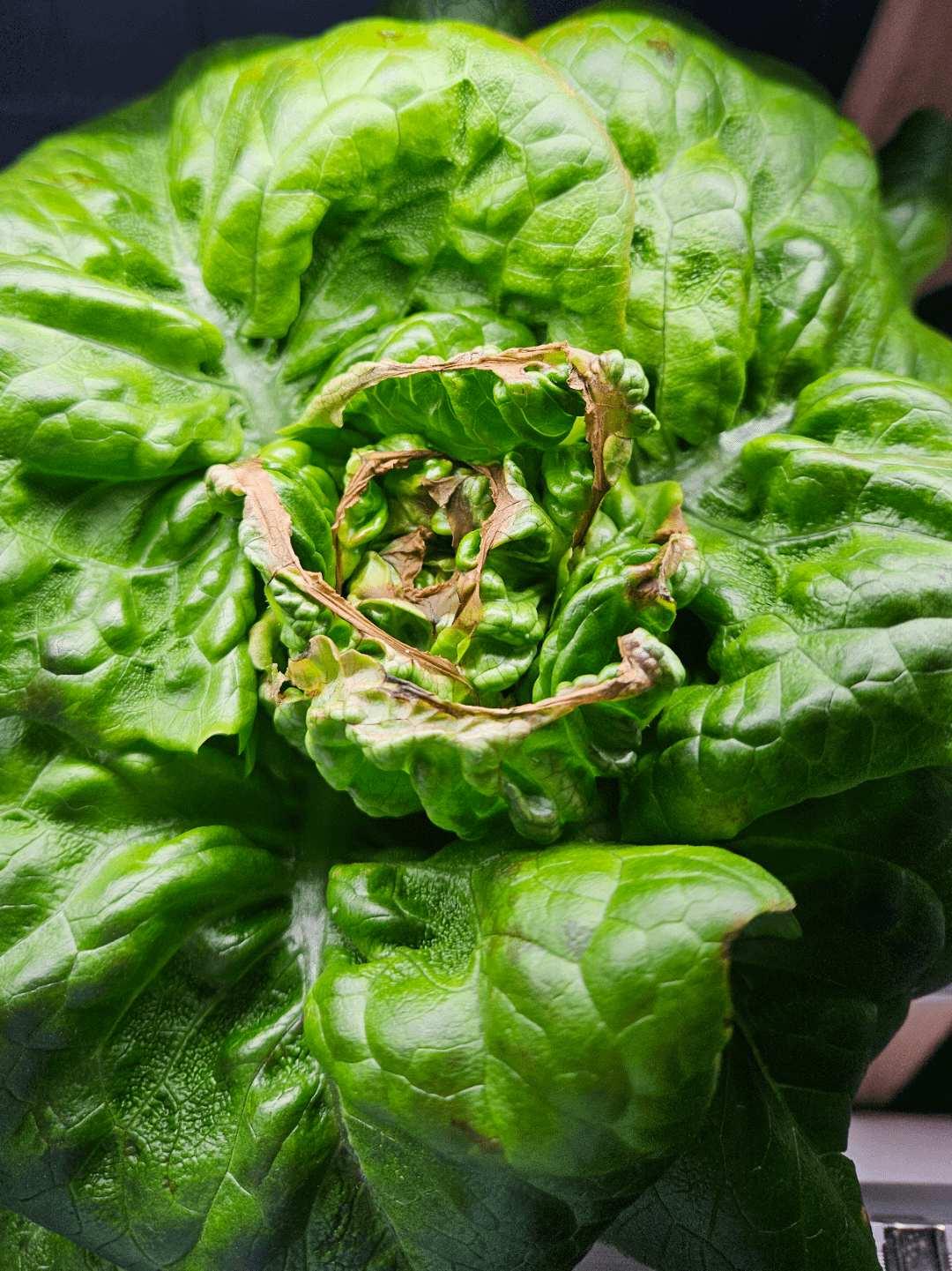 Tipburn (Brown Leaf Edges)