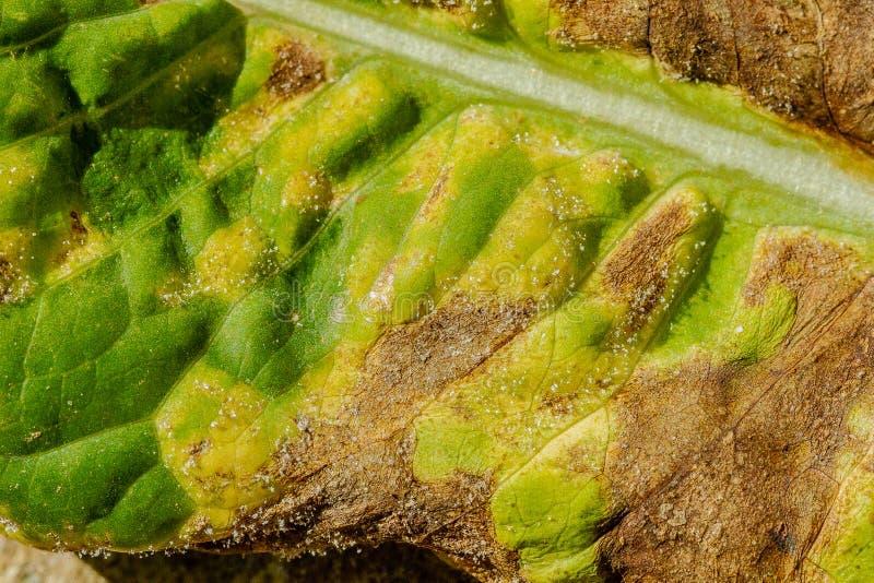 Downy Mildew (Yellow Spots)