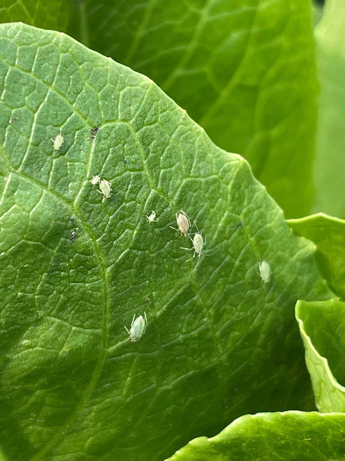 Aphids