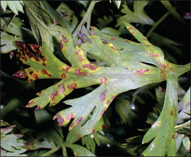 Alternaria Leaf Blight
