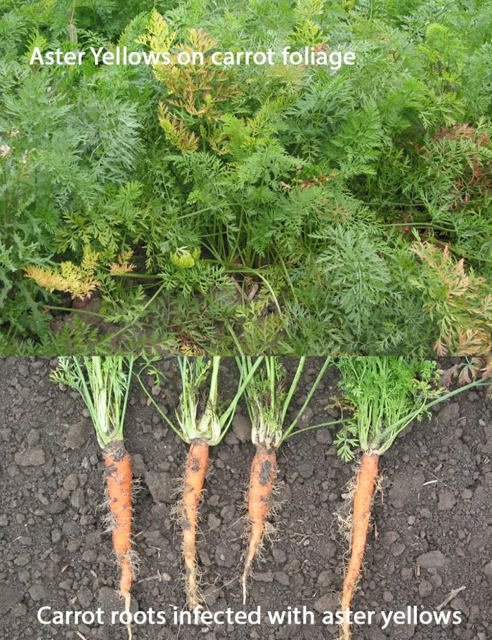 Aster Yellows Disease