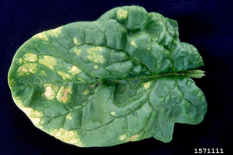 Downy Mildew