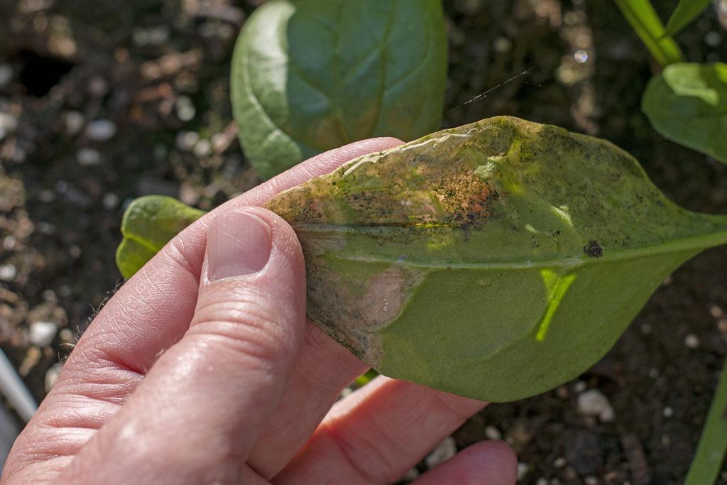 Leaf Miners