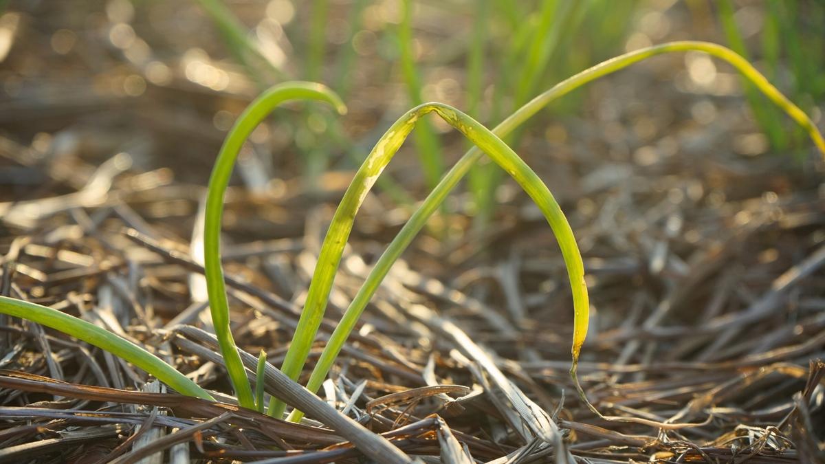 Yellow Leaves and Stunted Growth