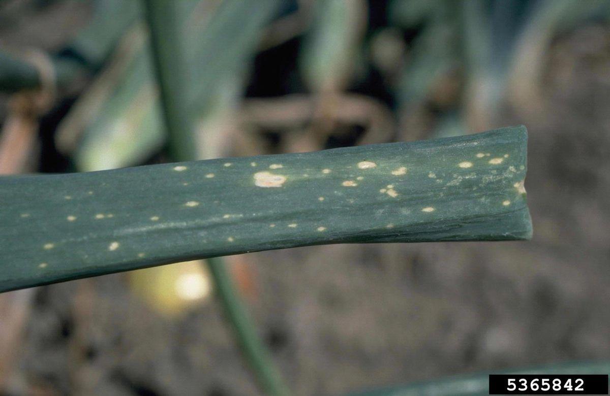 Botrytis Leaf Blight