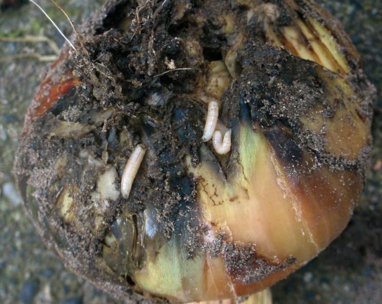Onion Maggots and Thrips