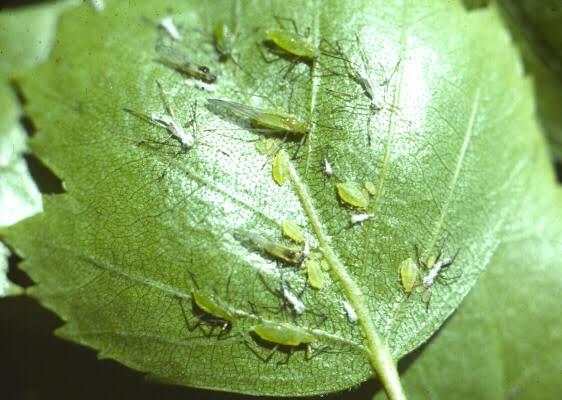 Aphid Infestations