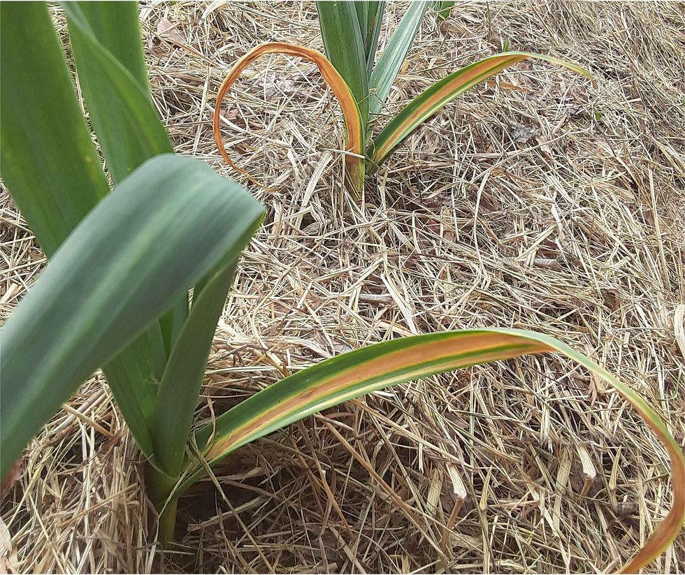 Yellowing Leaves and Wilting