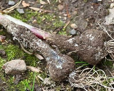 White Fuzz at Base of Bulb