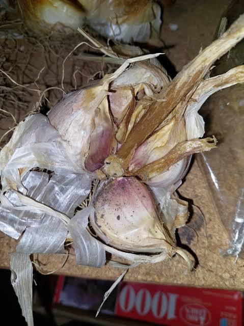 Dark Spots or Rot on Bulb After Harvest