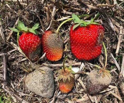 Gray Mold on Berries