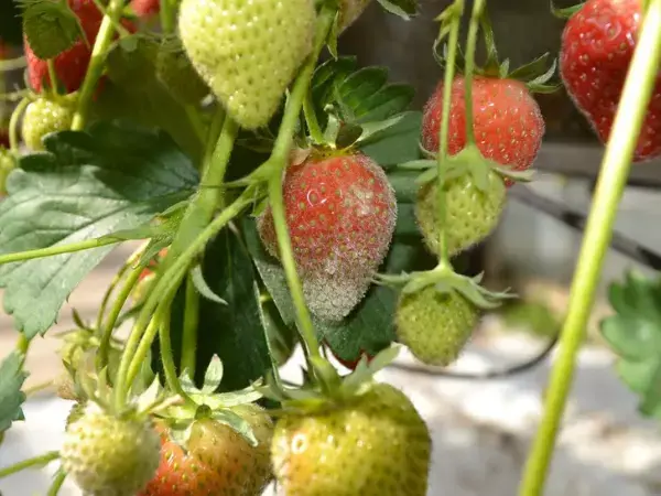 Powdery White Coating