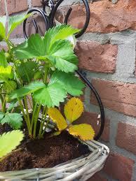 Stippled Yellowing Leaves