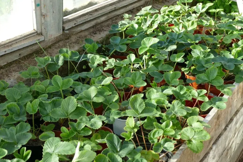 No Flowers or Few Berries