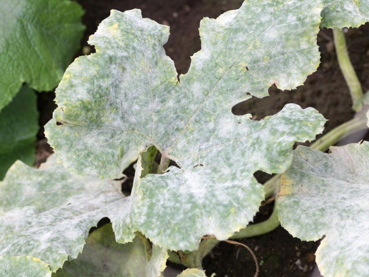 Powdery Mildew