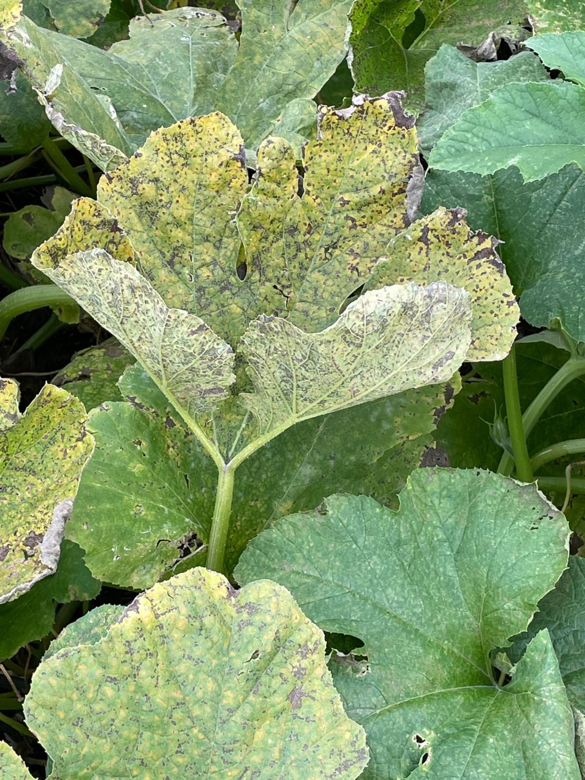 Downy Mildew