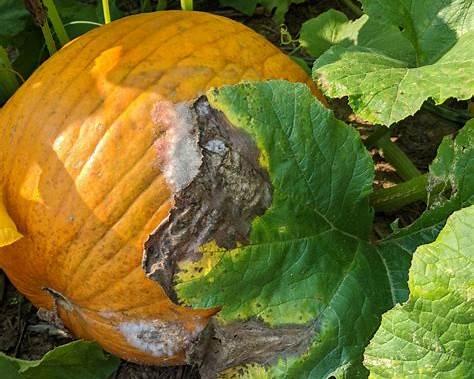 Root Rot and Fruit Rot