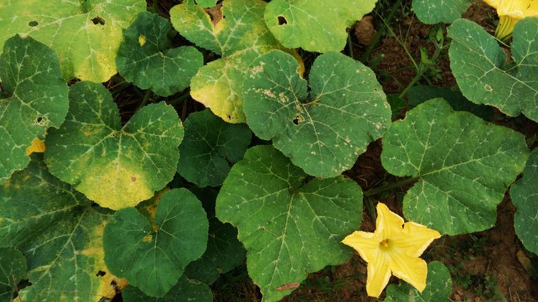 Yellow Leaves and Wilting