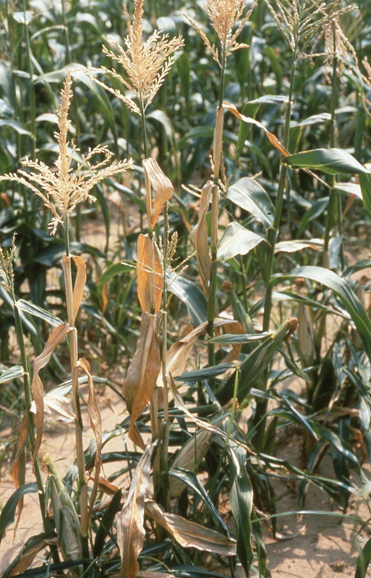 Leaf Drop and Wilting