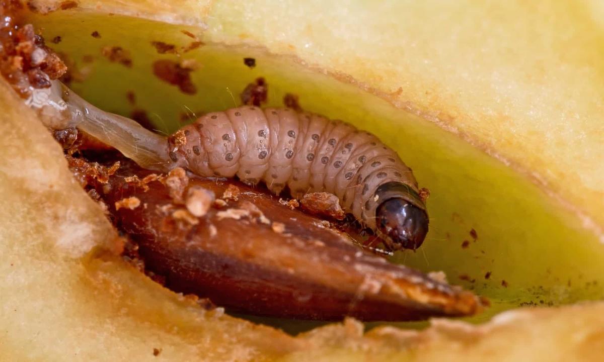 Codling Moth (Worms in Apples)