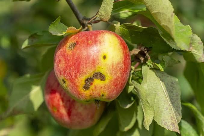 Apple Scab (Brown Spots)