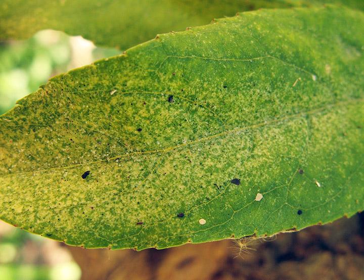 Spider Mites (Yellow Stippling)