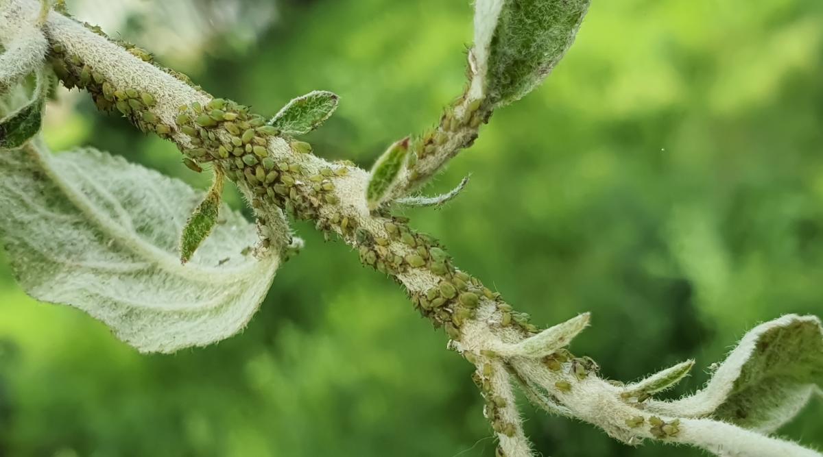 Aphids (Curled Leaves)