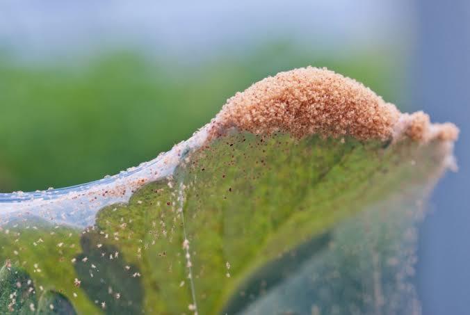 Spider Mites