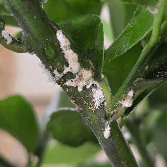 Scale Insects and Mealybugs
