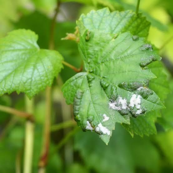 Powdery Mildew (White Coating on Leaves)