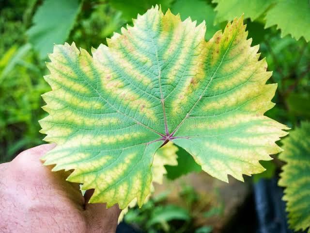 Yellow Leaves With Green Veins (Chlorosis)