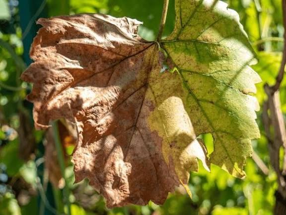 Brown Tips and Margins on Leaves