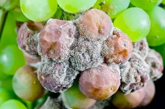 Gray Mold (Botrytis) on Fruit