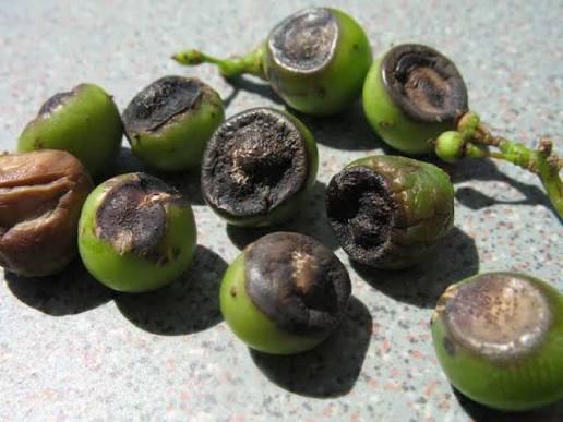 Black Rot (Dark Lesions on Fruit)